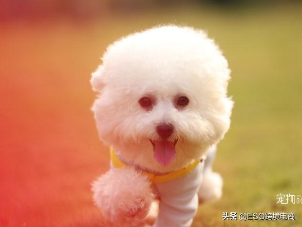 跨境电商选品选什么比较好