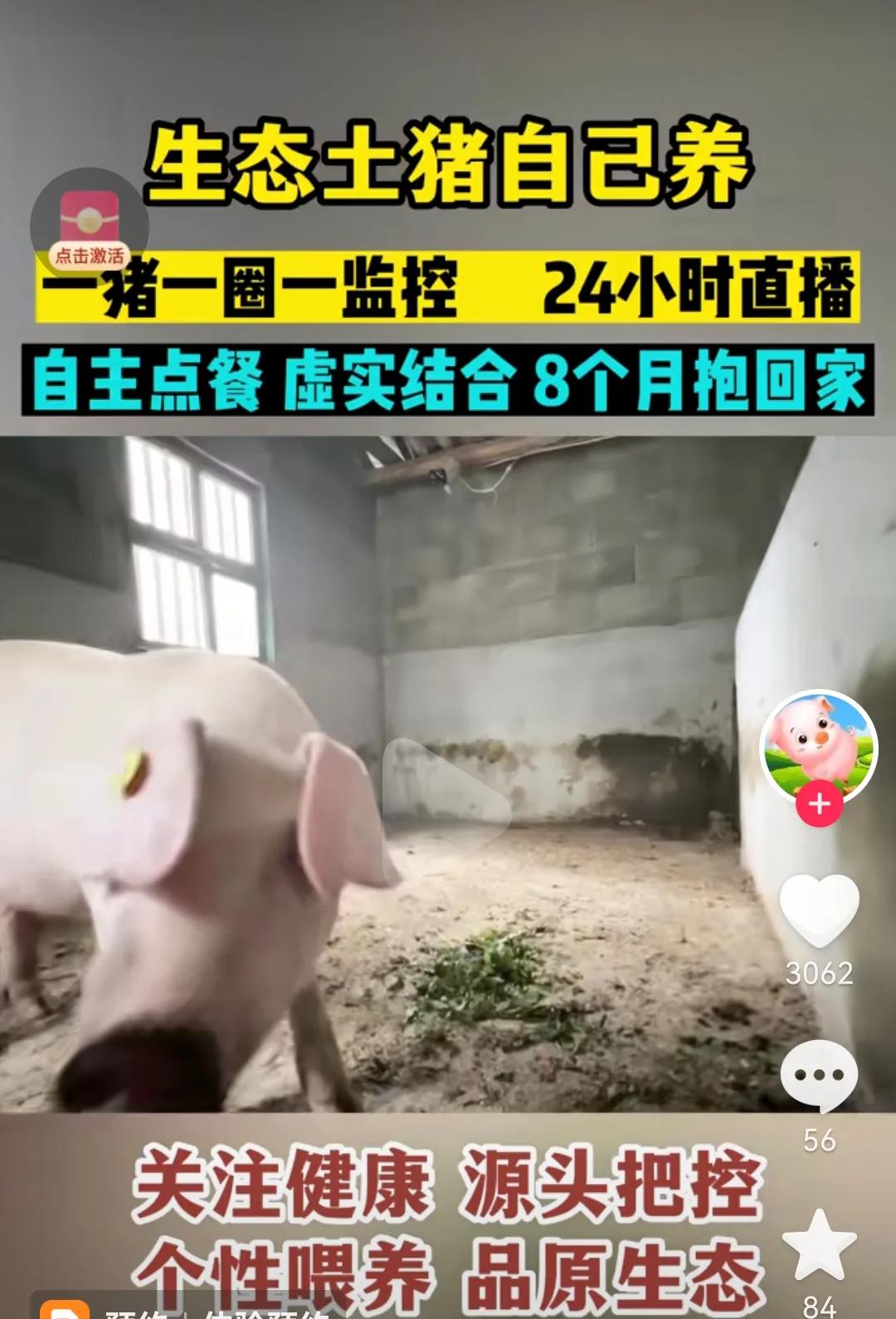 抖音养猪赚钱是真的吗?三农赛道零成本入门项目拆解