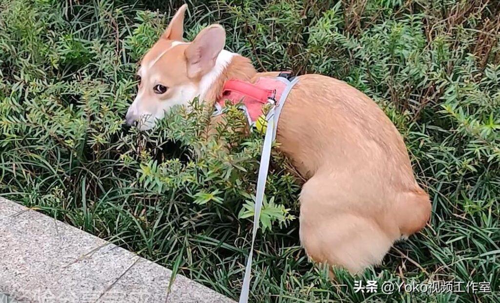 淘二手电脑哪个平台好（正规二手电脑交易平台推荐）