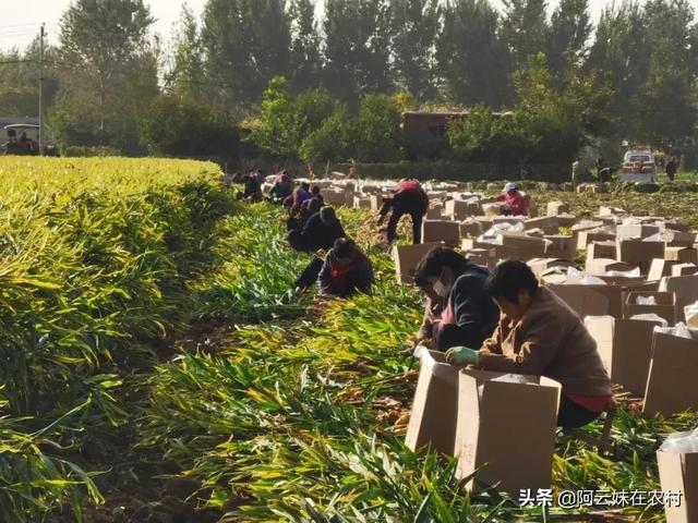 抖音做三农该怎么取名字（三农脚本如何写？）