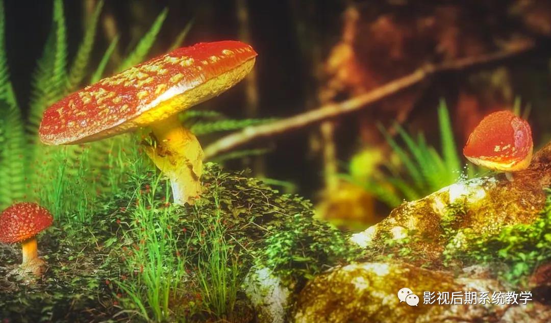 c4d流体插件叫什么（C4D造型生成器的作用）